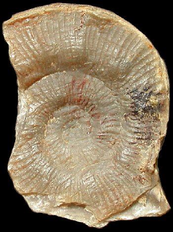 Ammonite moorei: