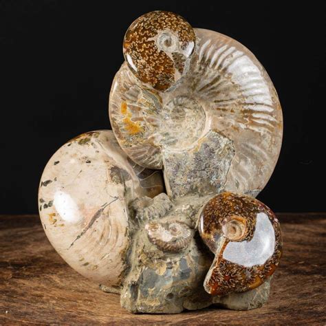 Ammonites: A Journey Through Time