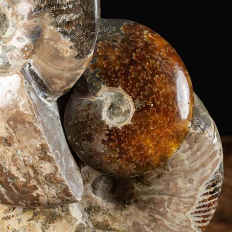 Ammonites: A Window into the Prehistoric World