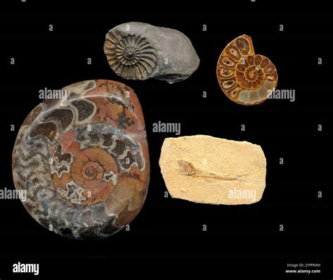 Ammonites: Ancient Denizens of the Seas