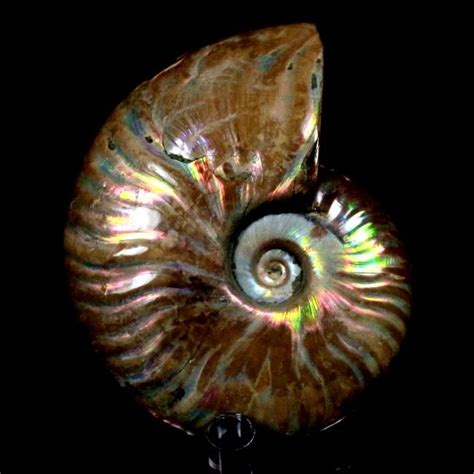 Ammonites: Ancient Jewels of the Sea