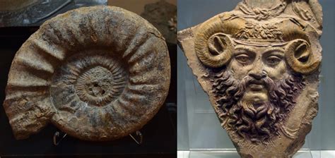 Ammonites: Ancient Mariners of the Deep