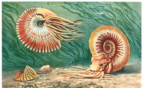 Ammonites: Ancient Sea Dwellers