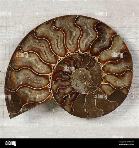 Ammonites: Ancient Seafaring Sentinels