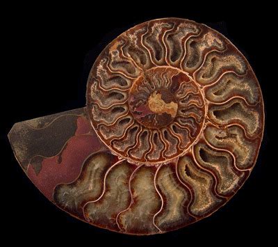 Ammonites: Exquisite Fossils from a Bygone Era