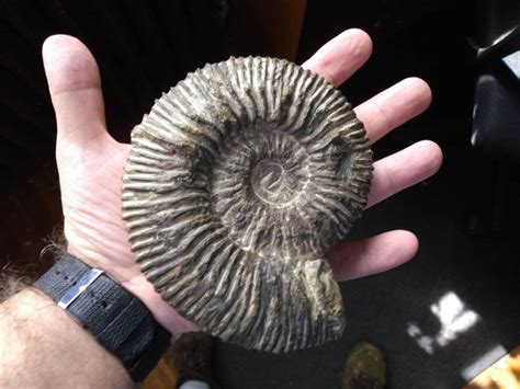 Ammonites: Extinct Marine Masters