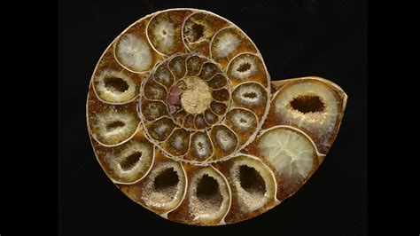 Ammonites: Masters of the Ancient Seas