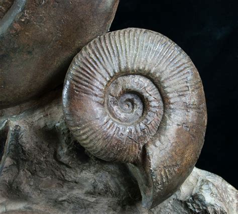 Ammonites: Nature's Exquisite Sculptures