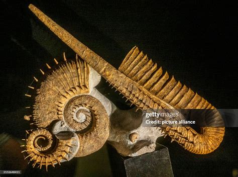 Ammonites: Prehistoric Masterpieces