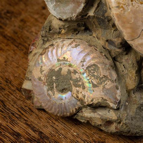 Ammonites: Time-Crafted Treasures for Sale