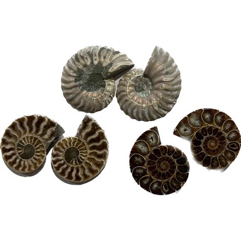 Ammonites Ammonites: