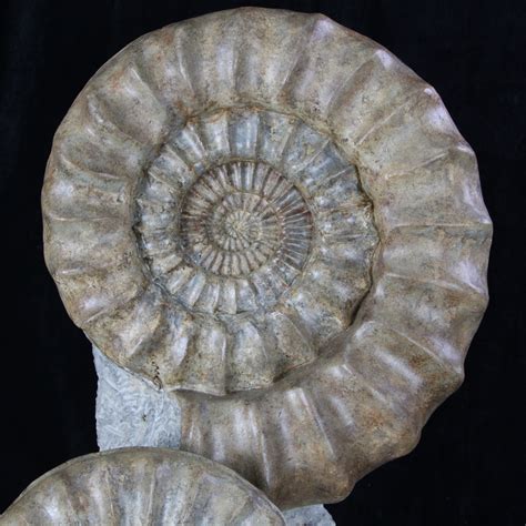 Ammonites Bucklandi: