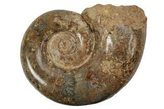 Ammonites For Sale: 325 Million Years of Fossil History