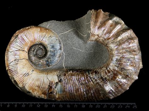 Ammonites For Sale: A Comprehensive Guide to Acquiring These Ancient Wonders