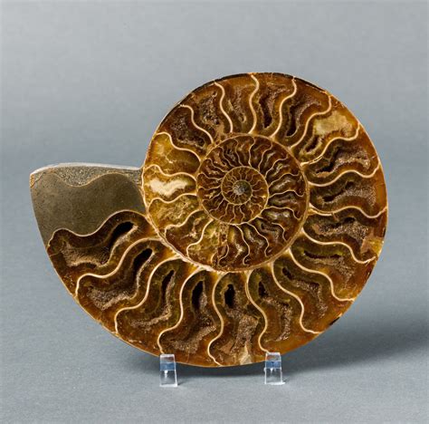 Ammonites For Sale: A Timeless Investment and a Glimpse into Earth's History