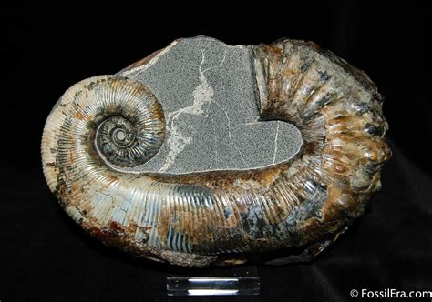 Ammonites For Sale: Discover Ancient Treasures and Unleash Their Enigmatic Allure