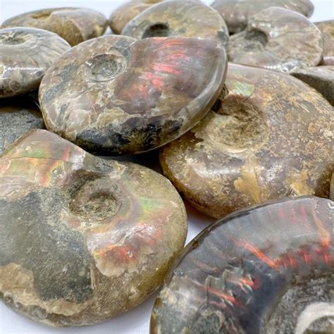 Ammonites and You: Unleash the Power of Ancient Nature