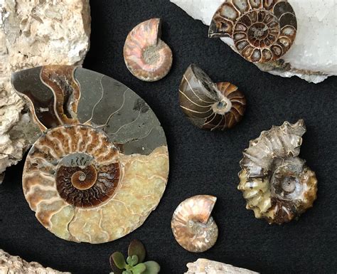 Ammonites for Every Collector