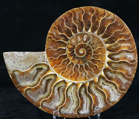 Ammonites for Sale