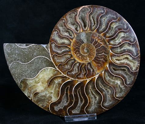 Ammonites for Sale: 25 Stunning Fossils You Can't Miss!