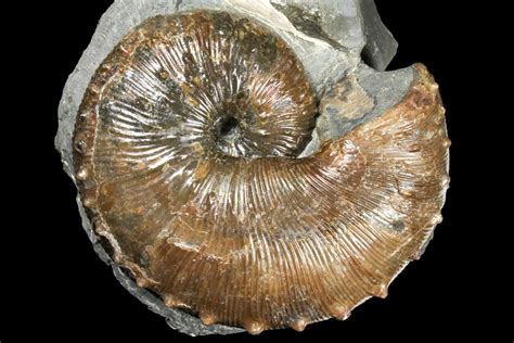 Ammonites for Sale: A Comprehensive Guide to Collecting and Displaying These Ancient Treasures