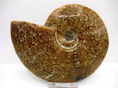 Ammonites for Sale: A Guide to Collecting These Ancient Fossils