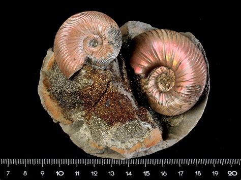 Ammonites for Sale: A Guide to Finding, Collecting, and Displaying These Extinct Marine Creatures