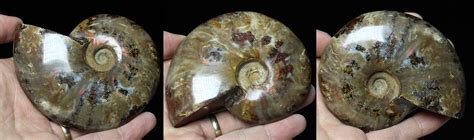 Ammonites for Sale: A Path to Ancient History