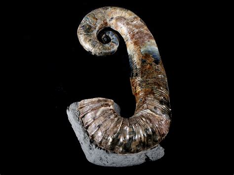 Ammonites for Sale: A Timeless Offering from the Depths of Time