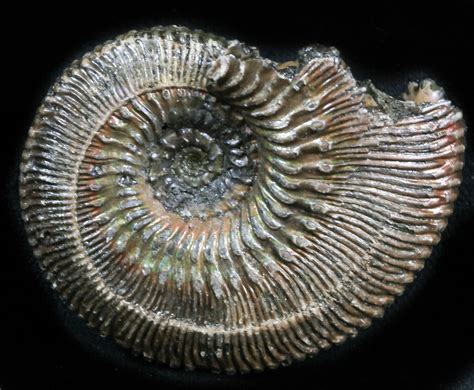 Ammonites for Sale: Discover the Ancient Treasures of the Sea