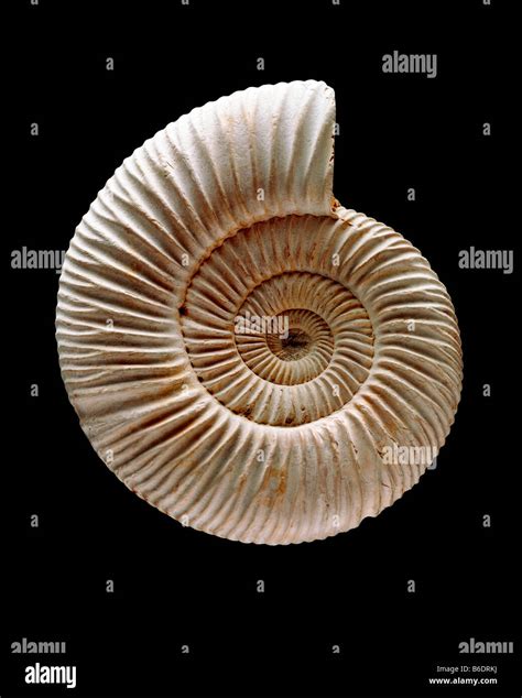 Ammonites for Sale: Discover the Beauty and Wonder of Extinct Marine Creatures