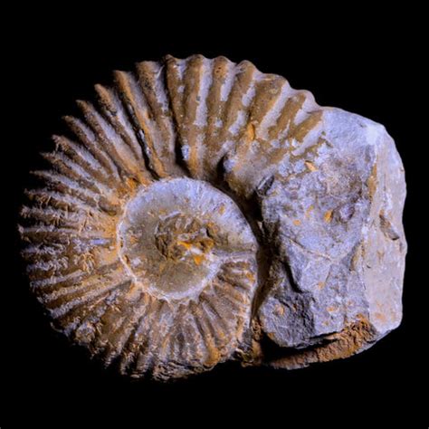 Ammonites for Sale: Discover the Enigmatic Beauty of Ancient Seas