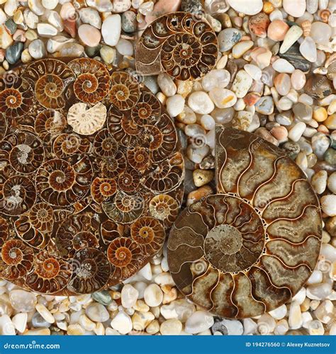 Ammonites for Sale: Discovering the Intriguing World of Fossilized Cephalopods