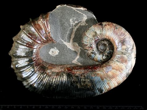 Ammonites for Sale: Exploring the Ancient Wonders of the Sea