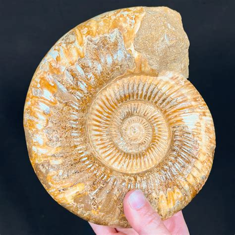 Ammonites for Sale: Fossils Unearth the Past