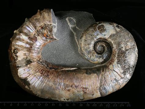 Ammonites for Sale: Uncover the Ancient Wonders of the Sea