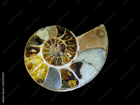 Ammonites for Sale: Uncover the Beauty of Extinct Cephalopods