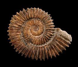 Ammonites for Sale: Uncover the Treasures of the Deep