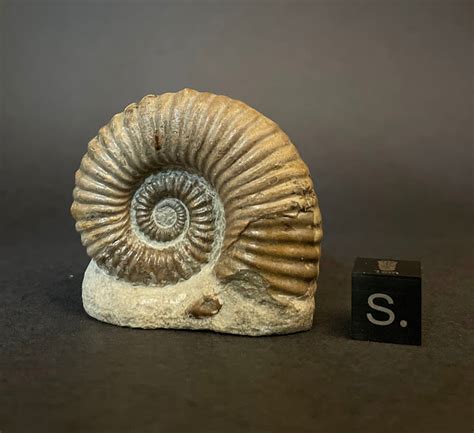 Ammonites for Sale: Unveiling the Enigmatic Fossils of the Deep