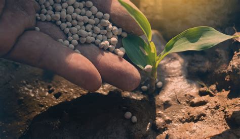 Ammonium Fertilizer: 10,000 Essential Facts Every Farmer Needs