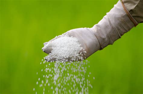 Ammonium Fertilizer: 10 Essential Facts You Need to Know