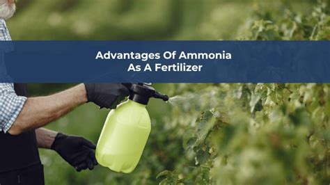 Ammonium Fertilizer: A Comprehensive Guide to Its Benefits and Applications