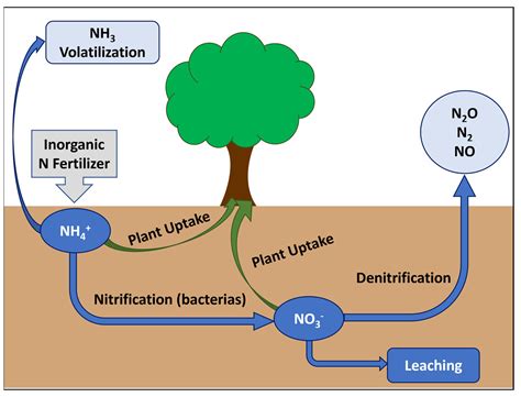 Ammonium Fertilizer: The Fuel for Global Food Production