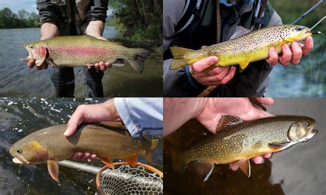 Amor Katalina: A Comprehensive Guide to a Rare and Unique Trout Species