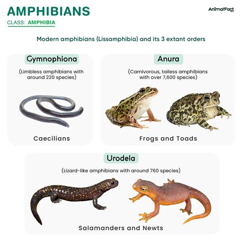 Amphibian Doc