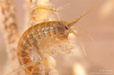 Amphipods: The Extraordinary World of Scuds, Side Swimmers, and Tube Builders