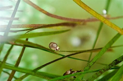 Amphipods: The Tiny Crustaceans That Play a Big Role in Marine Ecosystems