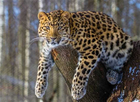 Amur leopard