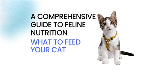 Amykitty: A Comprehensive Guide to Feline Nutrition