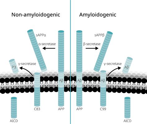 Amyloid Beta Proteins: Unraveling the Enigma in Alzheimer's Disease and Beyond